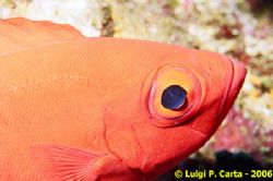 Sharm El Sheikh, this soldier fish was proud enough to ap... by Luigi Carta 